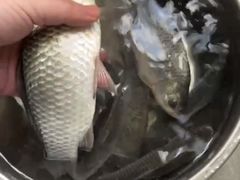 -阳澄湖半岛旅游度假区