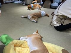 -逗柴咖啡屋·狗咖猫咖宠物桌游