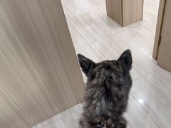 -申普宠物医院·眼科·心内科·影像科(普陀分院)