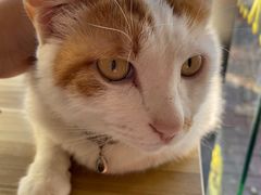 -平行世界·猫咖(首经贸店)