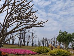 -芒洲湿地公园