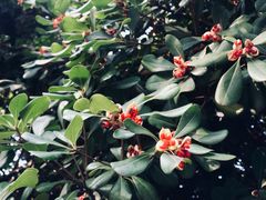 -武汉大学老图书馆