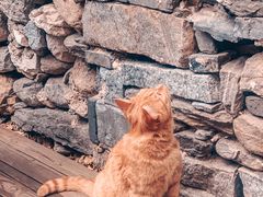 -喵屿·大理花园猫咖