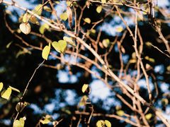 -上海虹桥迎宾馆