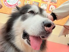 -和它·交个朋友·狗咖猫咖(爱琴海店)