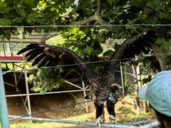 -西霞口神雕山野生动物世界