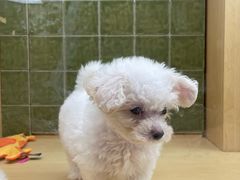 -帕帕拉兹宠物(亚洲旗舰店)