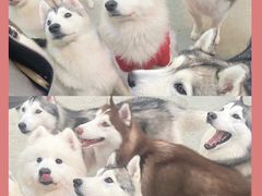 -星多哈·狗咖·拼豆·咖啡