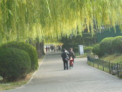 -紫竹院公园冰场