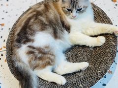 -喵喵咪呀布偶猫咖(春熙路店)