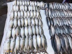 -尼甘布海鲜市场