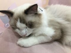 -糯米喵星人·撸猫猫舍咖啡馆(西市场嘉华店)