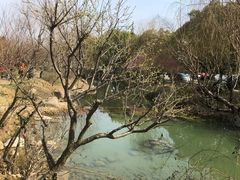 -香雪海