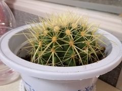 -中环花鸟鱼虫市场