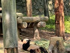 -都江堰中华大熊猫苑