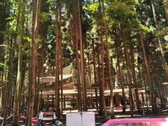 -武陵山森林公园