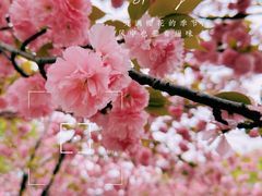 -高东镇樱花园