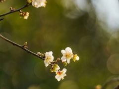 -广州市流溪河国家森林公园