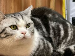 -宠福鑫动物医院(望京分院)