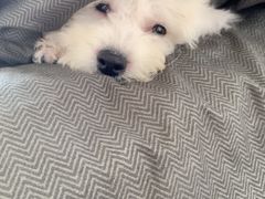 -翊宠yipet猫狗购宠庄园犬舍•猫舍