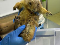 -爱侣宠医·鹦鹉专科·小型哺乳类·异宠专科(灵石路店)