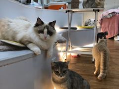 -COLOR PETS 撸猫馆·购猫·猫咖(长风大悦城店)