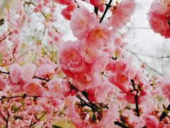 -海棠花溪(元大都城垣遗址公园)