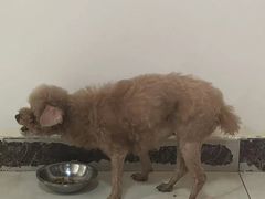 -达爱动物医院·犬猫分区·CT·复杂眼科(远洋山水分院)