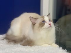 -爱洗澡的猫(天河路店)
