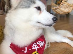 -Husky Go! 哈士奇体验馆·宠物咖啡厅狗咖