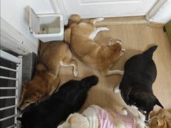 -是阿柴呀！柴犬咖啡·爱喵喵猫咖