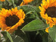 -循礼门鲜花花市(武汉循礼门店)