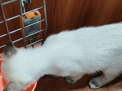 -瑞派动物医院·绝育·犬猫全科·预防医学(光景江南中店)