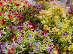 -桂林市花鸟市场