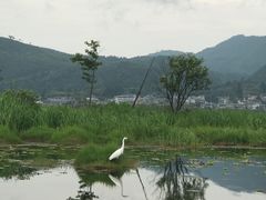 -腾冲北海湿地