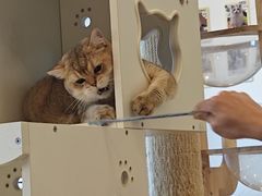 -有喵·猫咖·狗咖·30几只猫10只小狗(岗厦店)