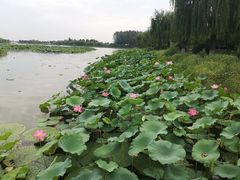 -白洋淀景区