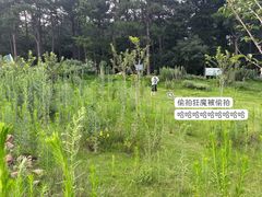 -南京老山国家森林公园
