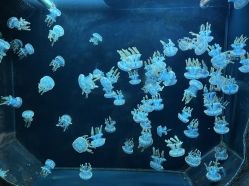 -Zoolung Zoolung动物主题公园(海信广场店)