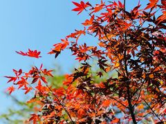 -广州市帽峰山景区