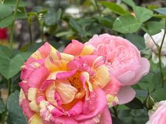 -人民公园(罗湖区)