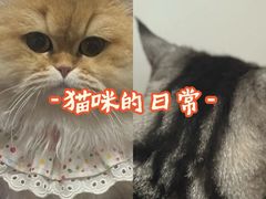 -艾贝尔宠物医院·24H转诊中心·肿瘤猫专科(江宁双龙店)