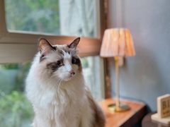 -咖法森林·咖啡  酒吧(天河店)