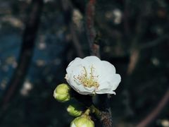 -花开海上生态园