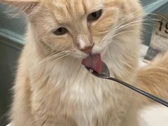 -安格丽娜·狗咖·猫咖羊驼咖(春熙路百盛商场店)