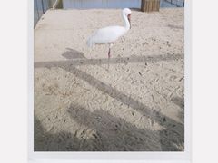 -盐城丹顶鹤湿地生态旅游区