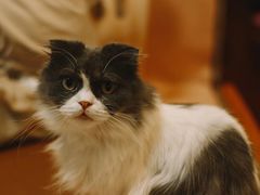 -李小姐の猫咖啡馆(五角场店)
