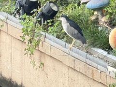 -红厨巷·淮扬菜(熙南里店)