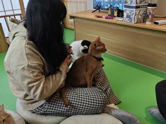 -MOCHA明星猫咖(田子坊店)