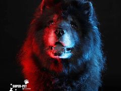-超宠爱宠物摄影-Super pet